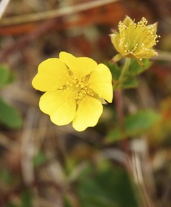 Caltha-leaved avens (Geum calthifolium)