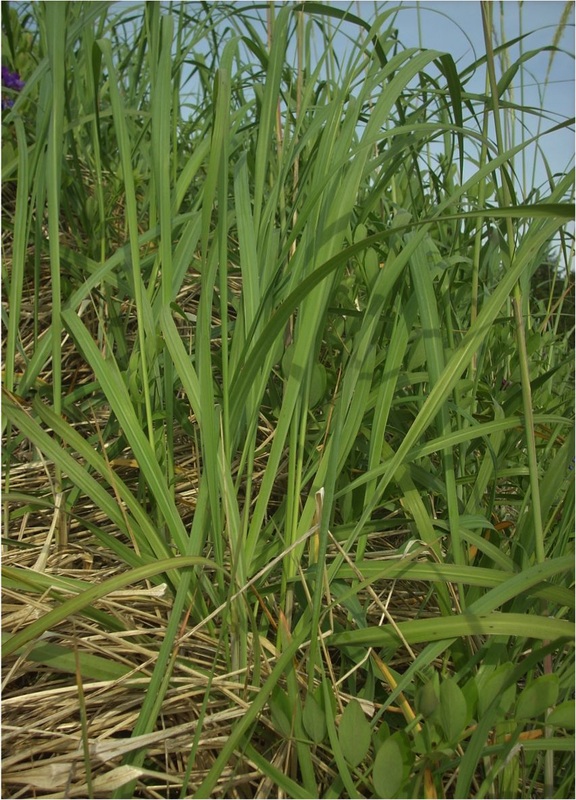 Dunegrass  (Elymus mollis)