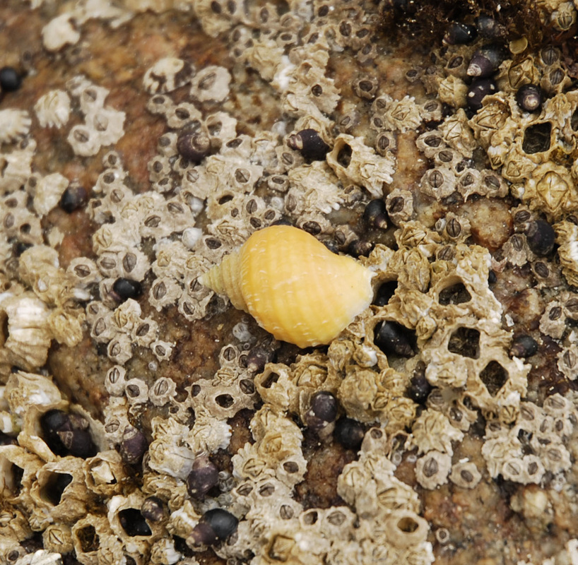 Northern striped dogwinkle (Nucella ostrina)