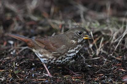 Fox sparrow (Passerella iliaca)