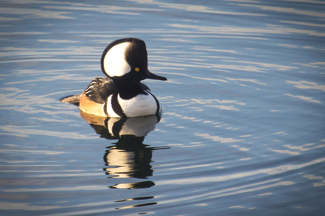 Hooded merganser (Lophodytes cucullatus)
