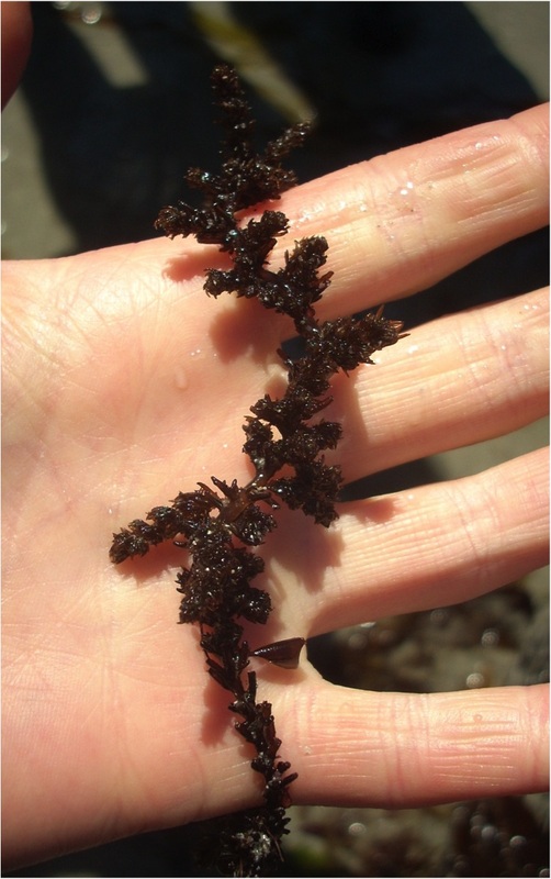 Black pine (Neorhodomela larix)