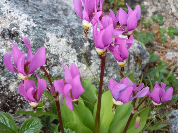 Few-flowered shootingstar  (Dodecatheon pulchellum)