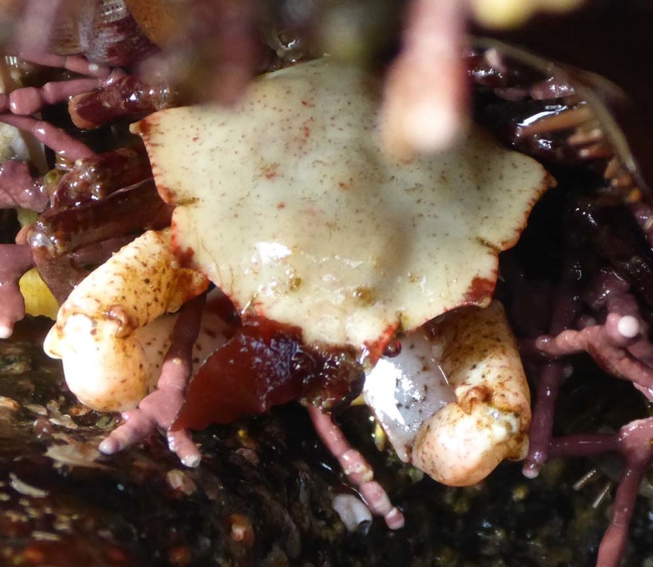 Foliate kelp crab (Mimulus foliatus)
