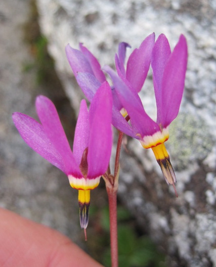 Few-flowered shootingstar  (Dodecatheon pulchellum)