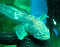 Midshipman (Porichthys notatus)