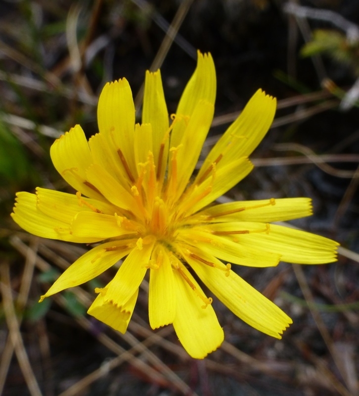 Apargidium (Microseris borealis)