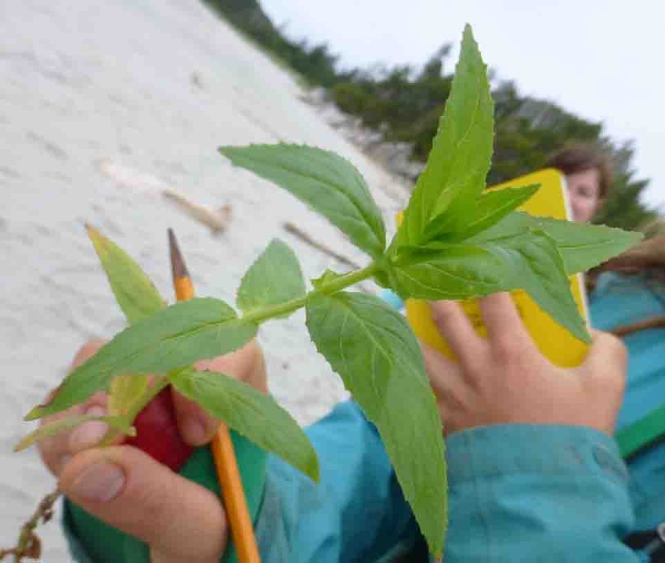 Purple-leaved willowherb (Epilobium ciliatum)