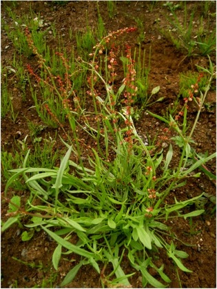 Sheep's sorrell, Rumex acetosella