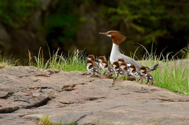 Common merganser (Mergus merganser)
