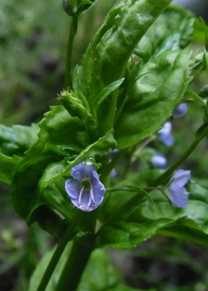 American Brooklime (Veronica beccabunga ssp. americana)