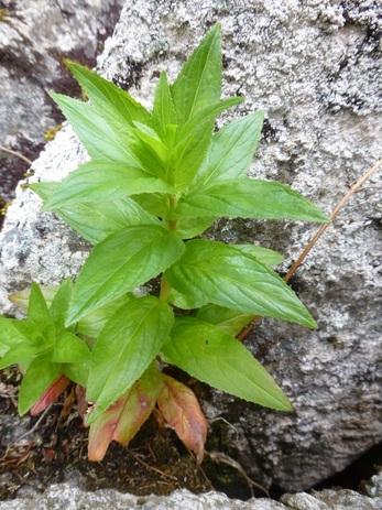 Purple-leaved willowherb, northern willow-herb (Epilobium ciliatum)