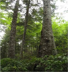 Sitka spruce  (Picea sitchensis)
