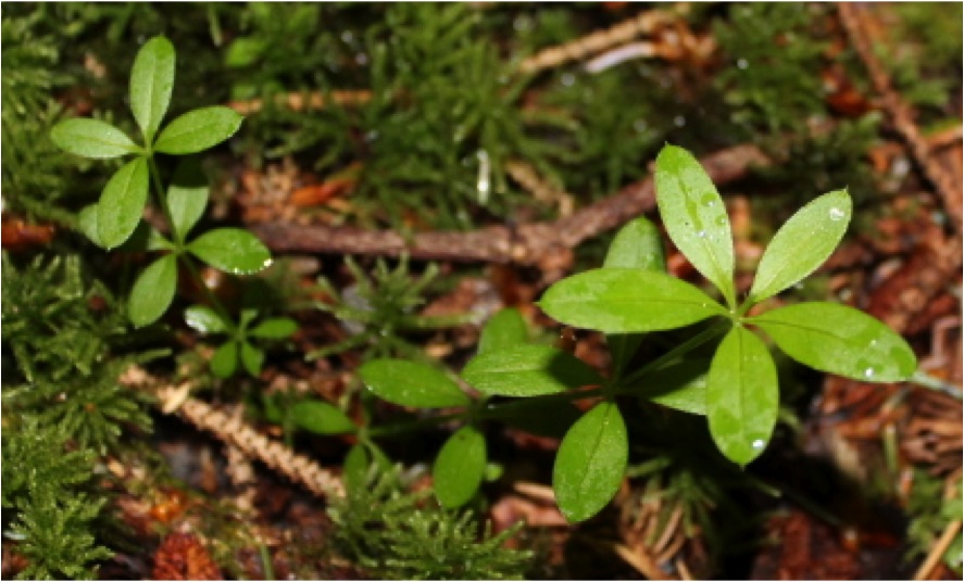Sweet-scented bedstraw (Galium triflorum)
