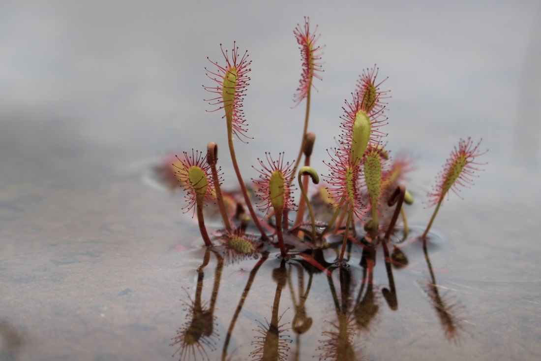 Great sundew (Drosera anglica)