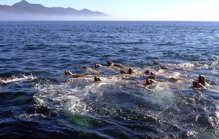 Steller sea lion (Eumetopias jubatus)