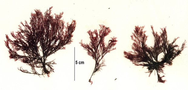 Coarse sea lace (Microcladia borealis)