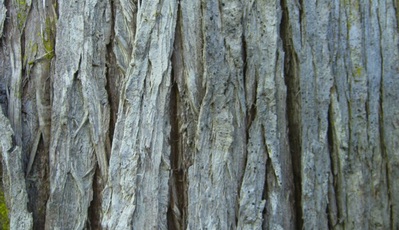 Western redcedar (Thuja plicata)