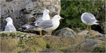 Mew gull (Larus canus)