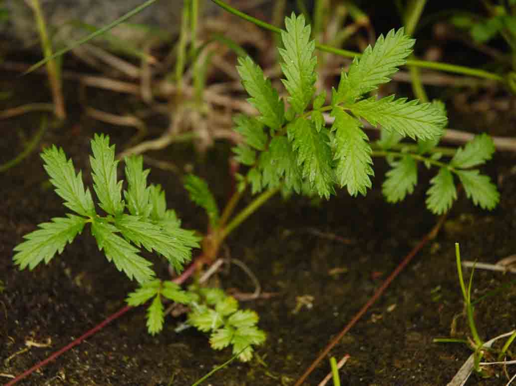 Silverweed (Potentilla anserina)