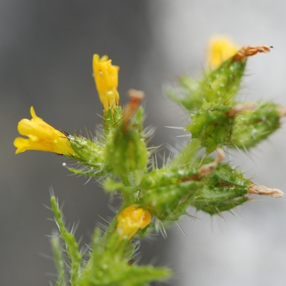 Seaside fiddleneck (Amsinckia spectabilis)