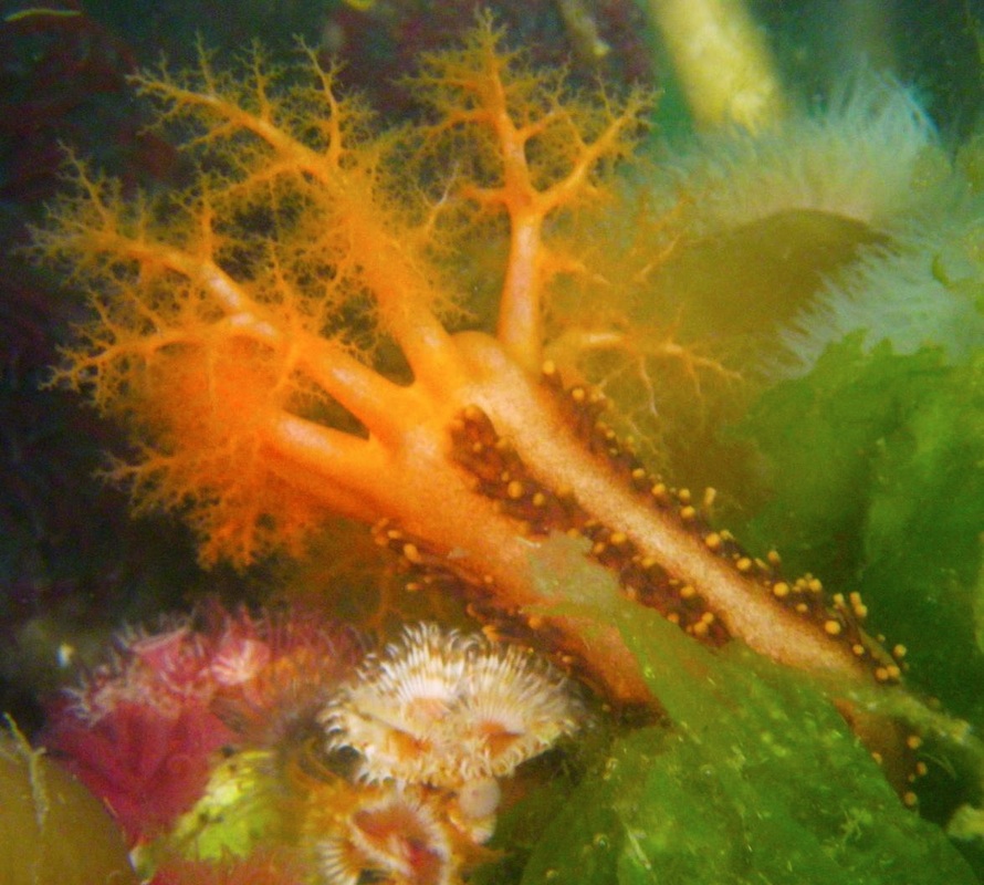 Orange sea cucumber (Cucumaria miniata)