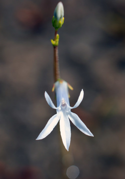 Water lobelia (Lobelia dortmanna)