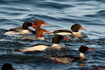Common merganser (Mergus merganser)
