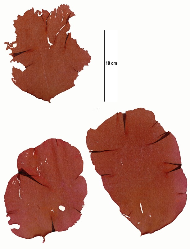 Slippery red blade (Schizymenia pacifica)