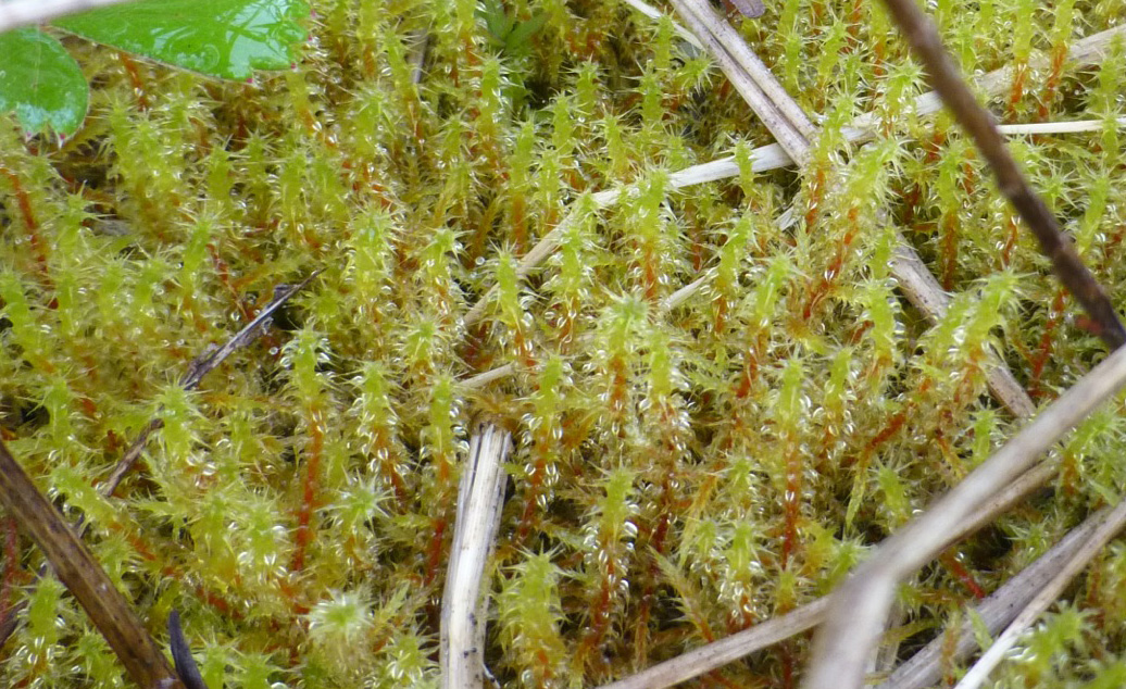 Bent-leaf moss (Rhytidiadelphus squarrosus)