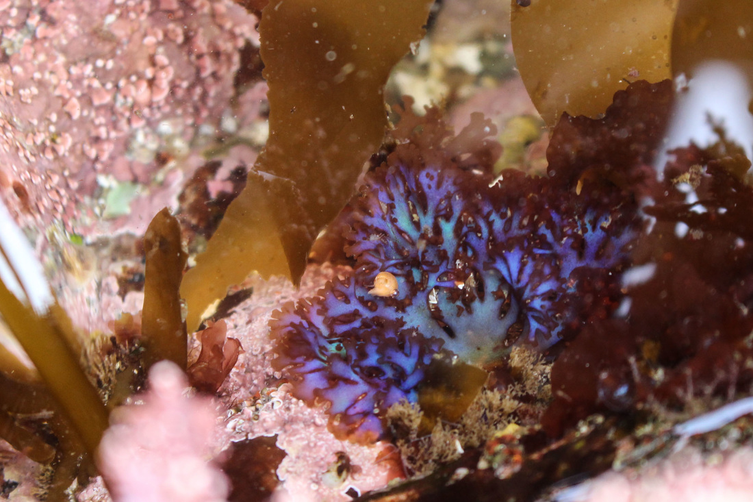 Blue branching seaweed (Gloiocladia laciniata)