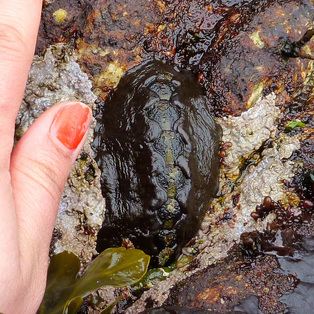 Black katy chiton (Katharina tunicata)