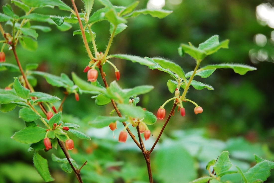 False azalea (Menziesia ferruginea)