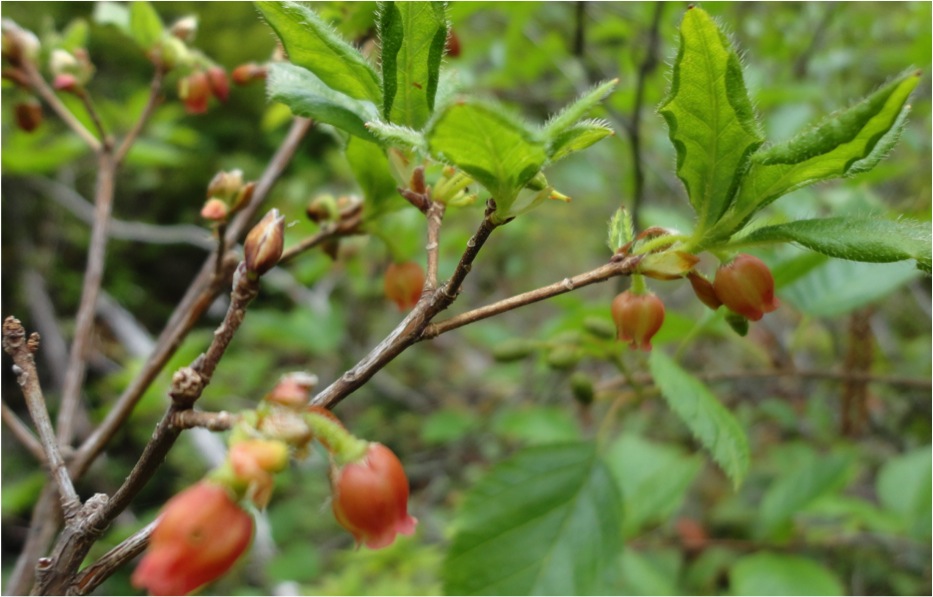 False azalea (Menziesia ferruginea)