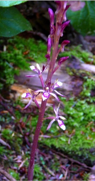 Western coralroot (Corallorhiza mertensiana)
