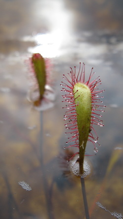 Great sundew (Drosera anglica)