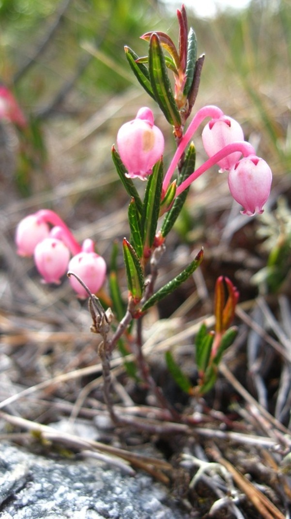 Bog-rosemary (Andromeda polifolia)