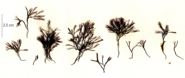 Ahnfeltia fastigiata