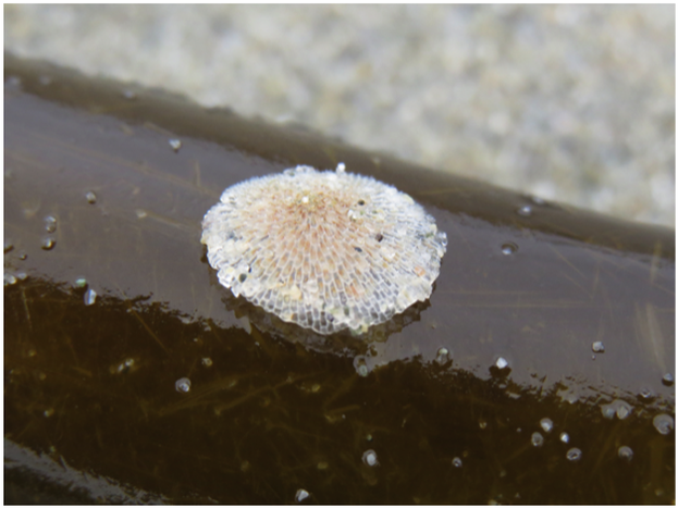 Kelp-encrusting bryozoan (Membranipora serrilamella)