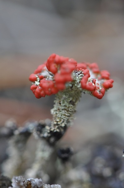 cladonia