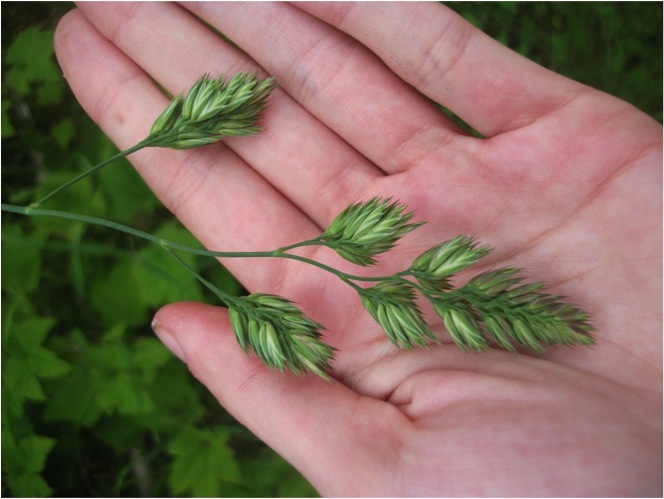 Orchard grass (Dactylis glomerata)