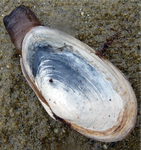 Fat gaper (Tresus capax)