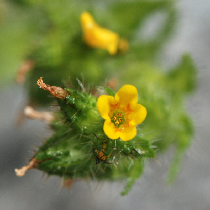 Seaside fiddleneck (Amsinckia spectabilis)