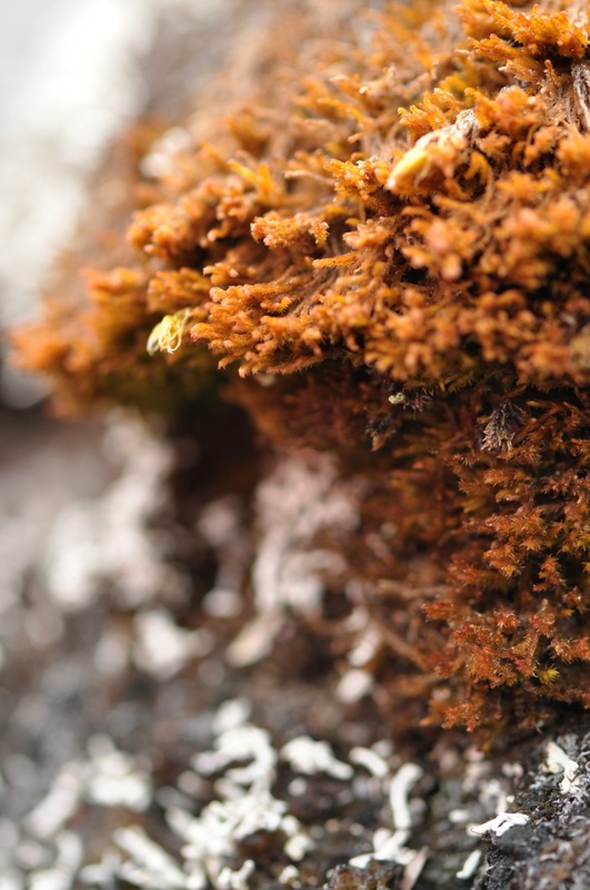 Common scissor-leaf liverwort (Herbertus aduncus)