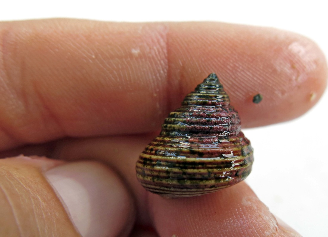 Blue topsnail, Western ridged top shell (Calliostoma ligatum)