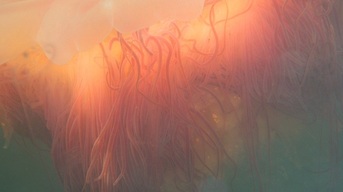 Lion's mane jellyfish (Cyanea capillata)