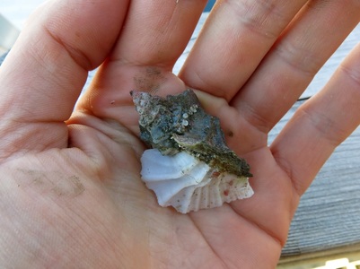 Leafy hornmouth (Ceratostoma foliatum)