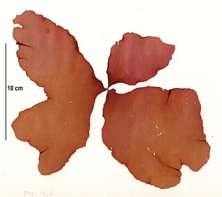 Slippery red blade (Schizymenia pacifica)