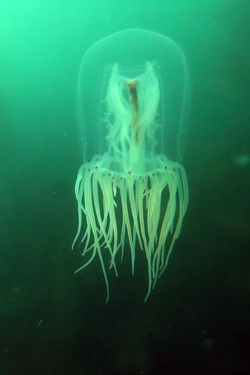 Red-eye medusa (Polyorchis pencillatus)