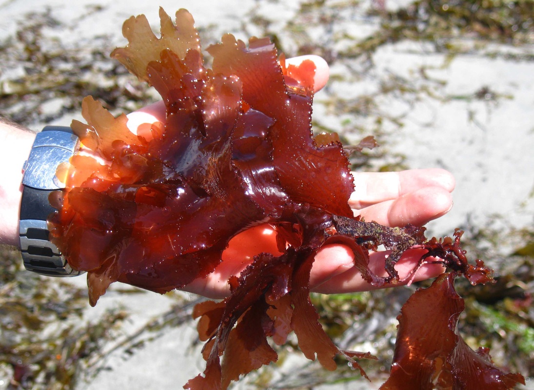 Hidden rib (Cryptopleura ruprechtiana)